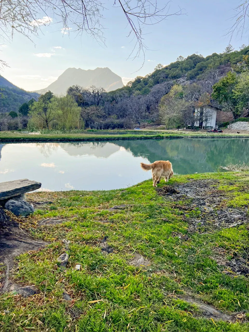 Perro junto al lago de Finca Los Lagos con la montaña reflejada al atardecer